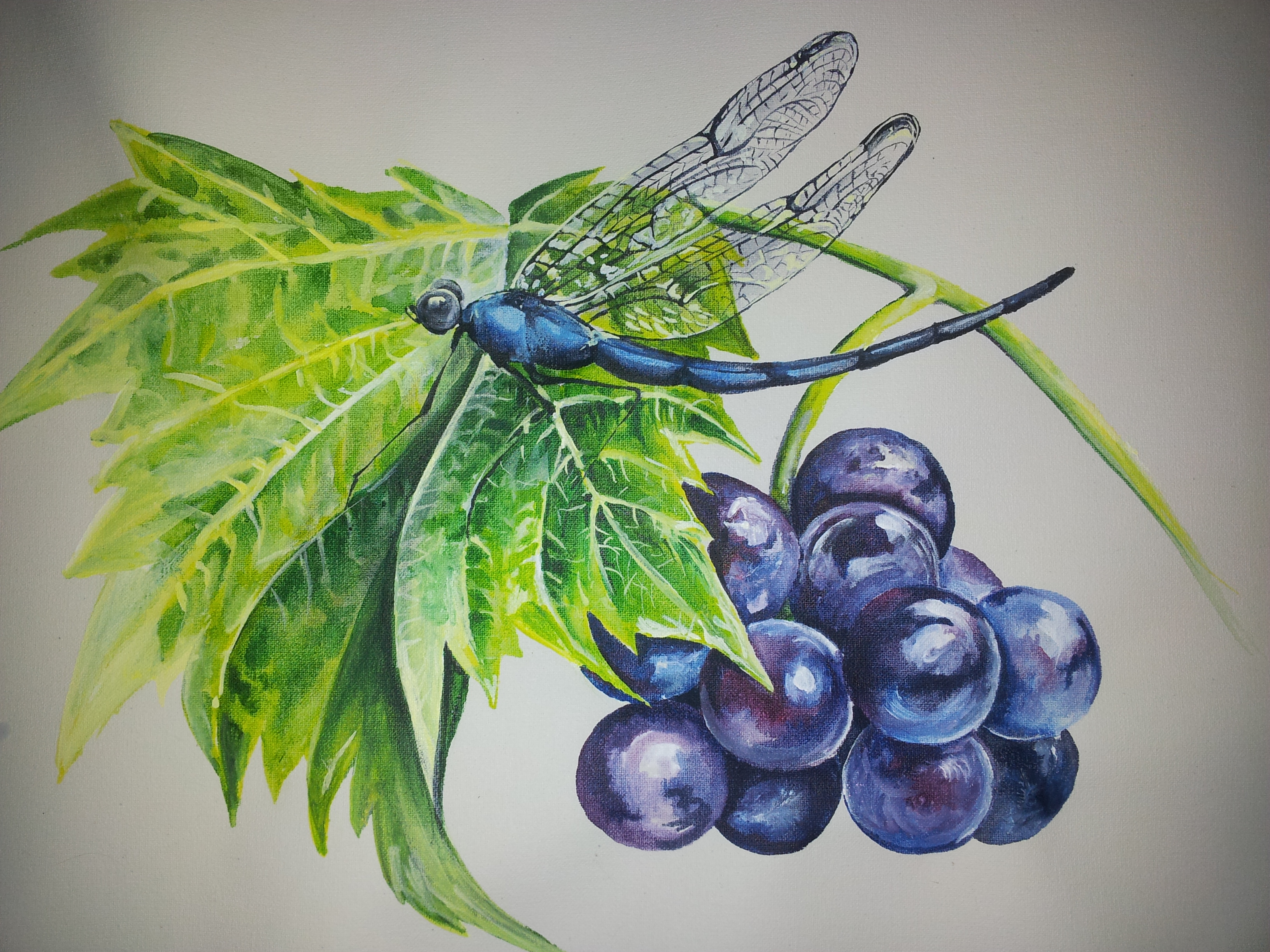Dragonfly & Grapes Dragonfly & Grapes
